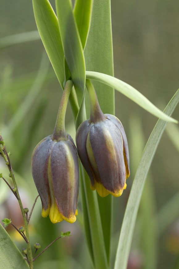 Fritillaria uva-vulpis