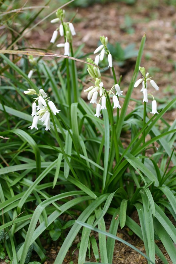 Hyacinthoides non-scripta alba
