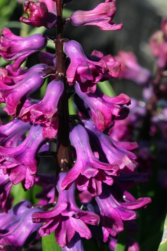 Hyacinthus Woodstock