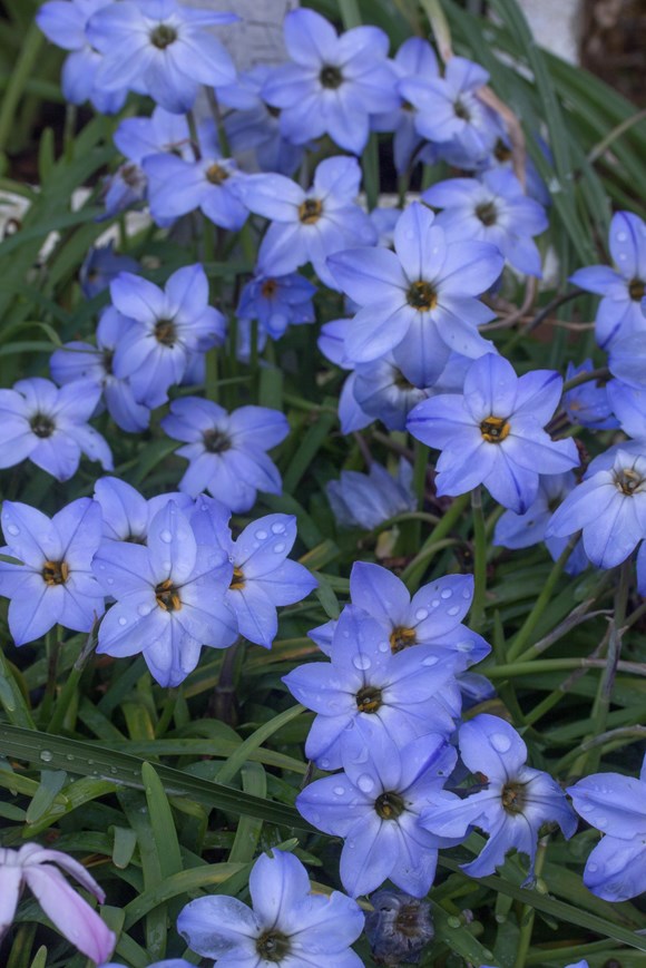 Ipheion Rolf Fiedler