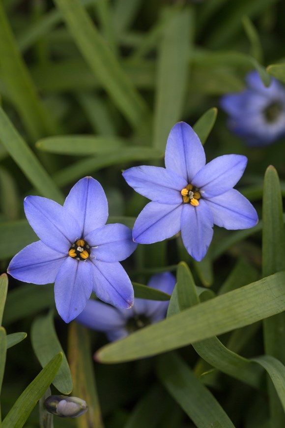 Ipheion Jessie