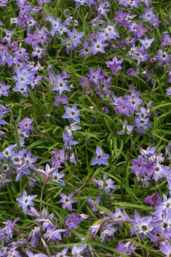 Ipheion uniflorum Froyle Mill