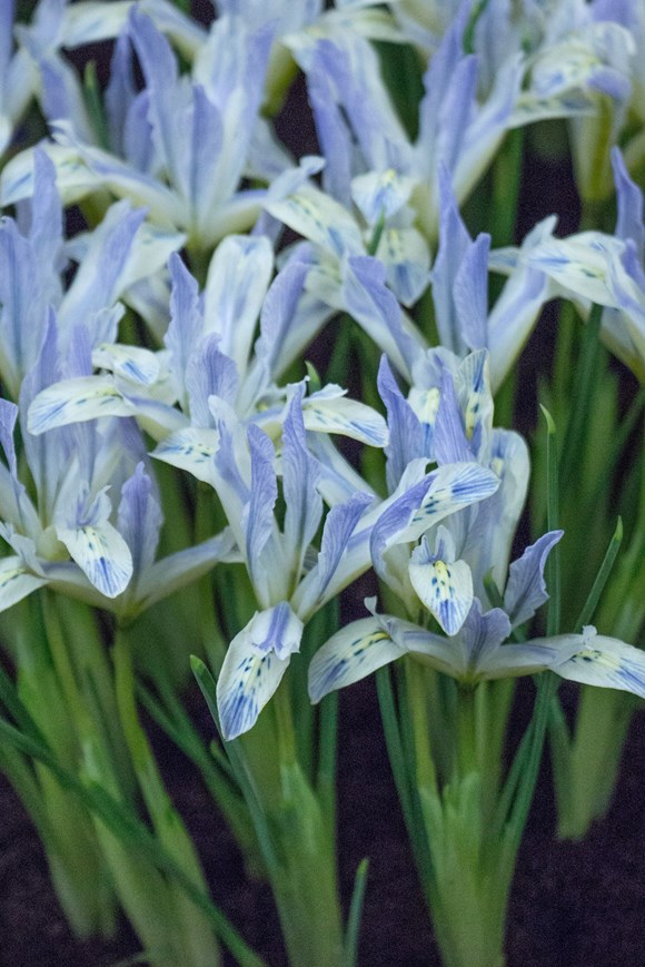 Iris reticulata Painted Lady