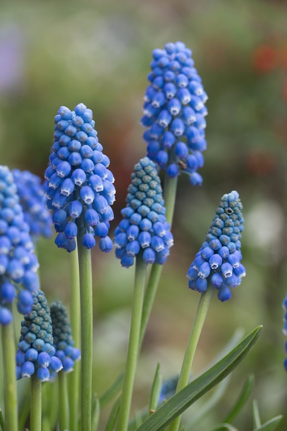 Muscari aucheri Blue Magic