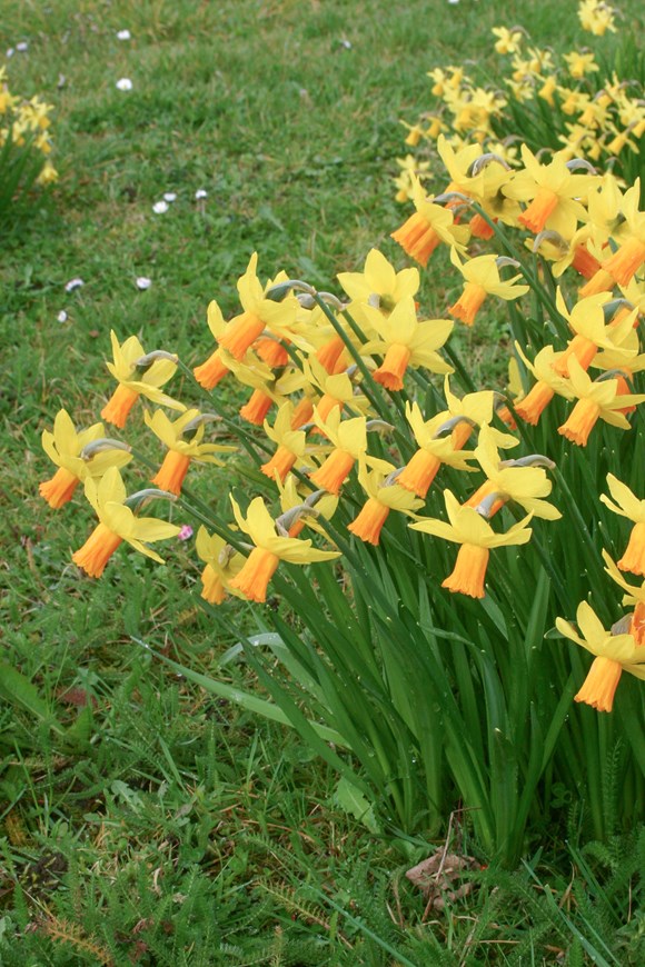 Narcissus Jetfire 