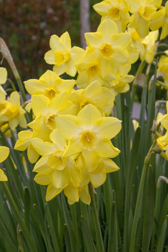 Narcissus Pipit 