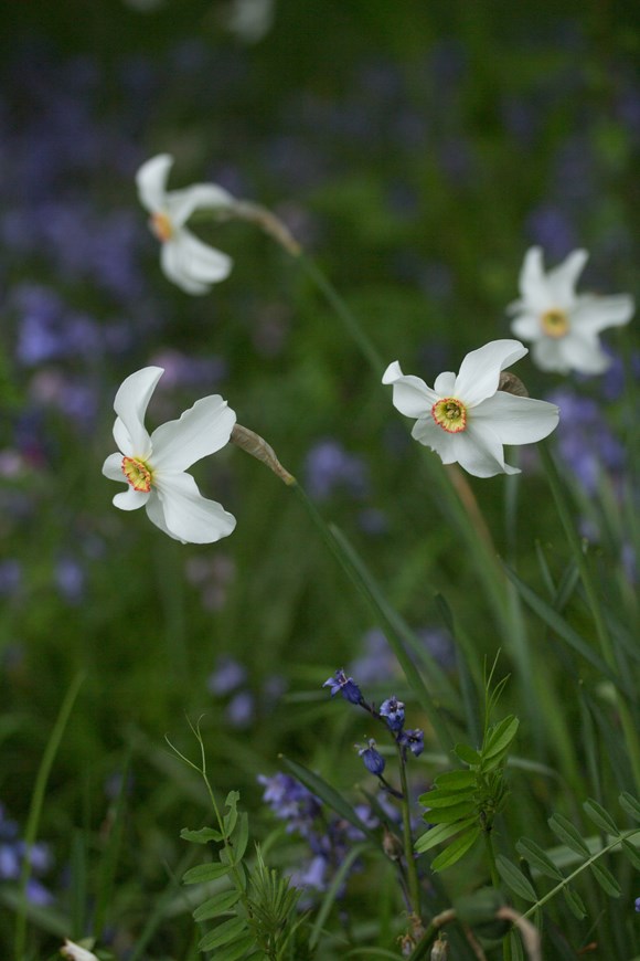 Narcissus poeticus var recurvus 