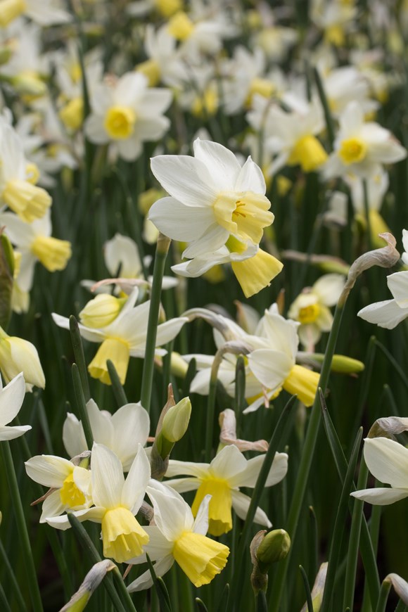 Narcissus Sailboat 