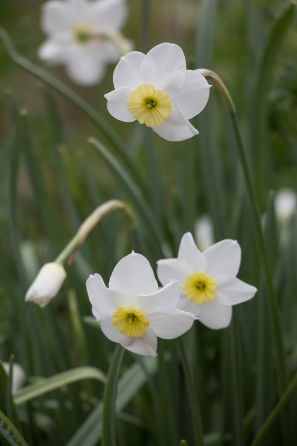 Narcissus Segovia 