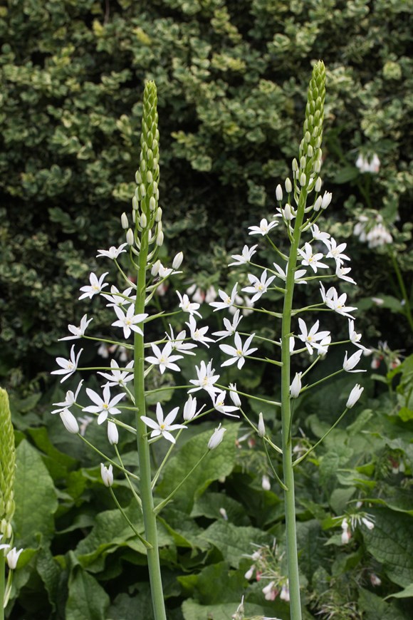 Ornithogalum ponticum Sochi (syn. magnum)