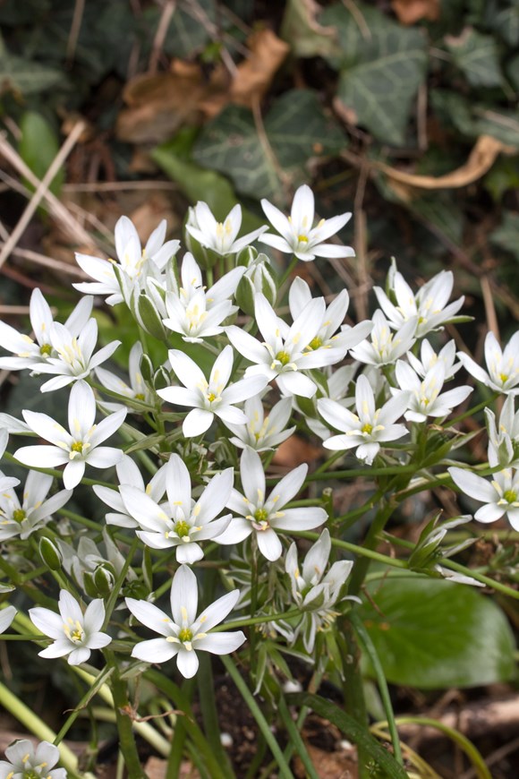 Ornithogalum umbellatum