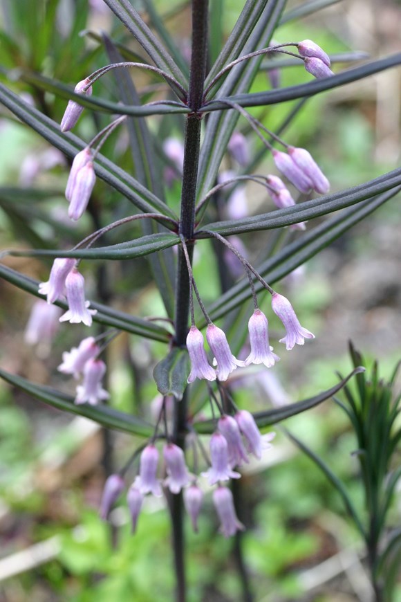 Polygonatum curvistylum             