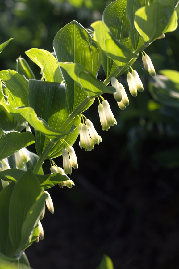 Polygonatum odoratum           