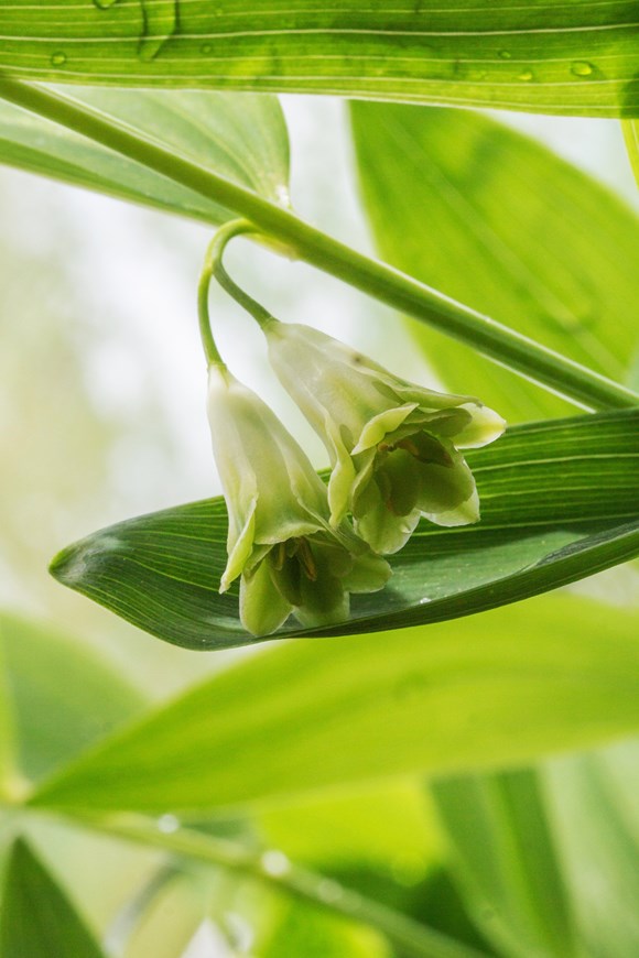 Polygonatum odoratum flore pleno