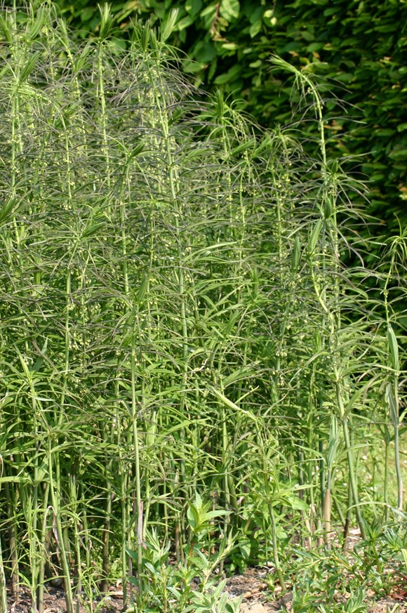 Polygonatum sibiricum
