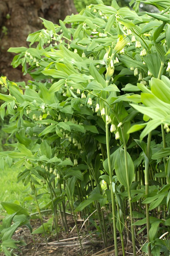 Polygonatum x hybridum                    