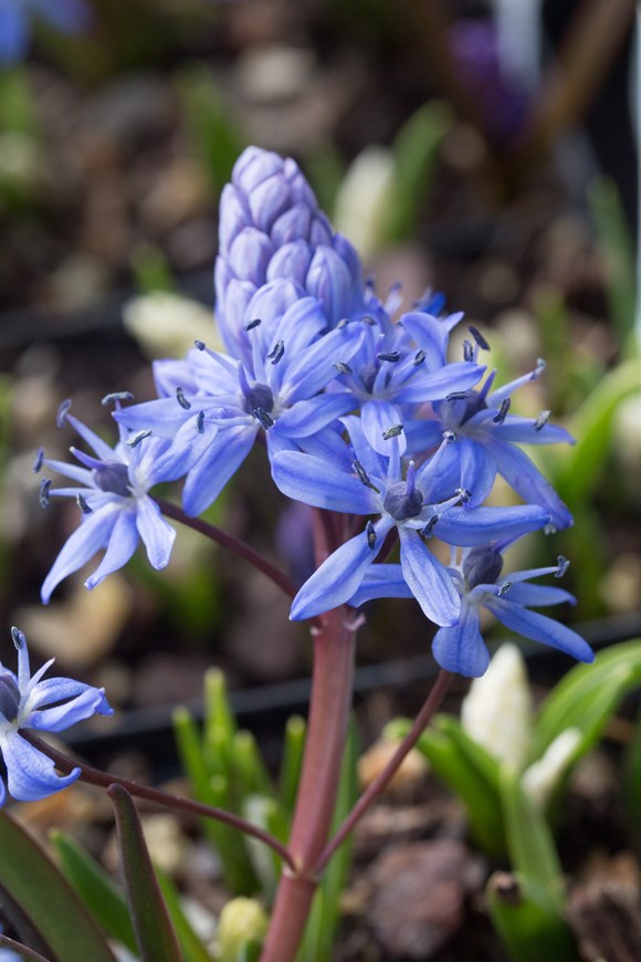 Scilla bifolia