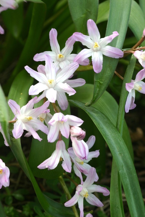 Chionodoxa forbesii Pink Giant