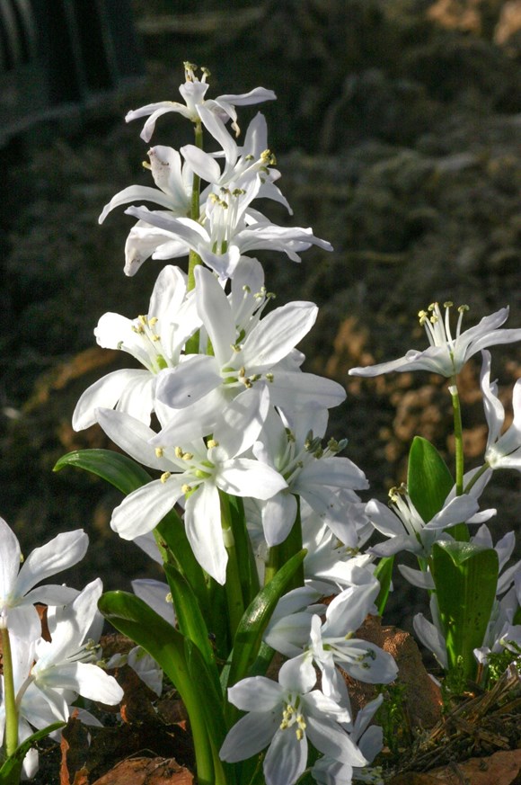 Scilla mischtschenkoana (tubergeniana)
