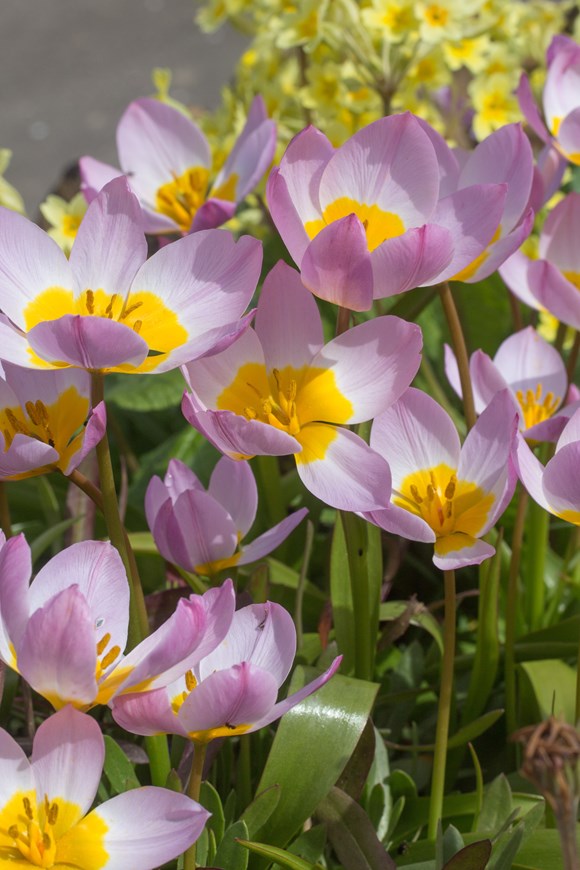 Tulipa bakeri  Lilac Wonder