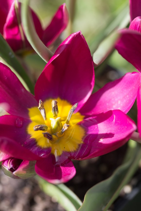 Tulipa humilis Persian Pearl