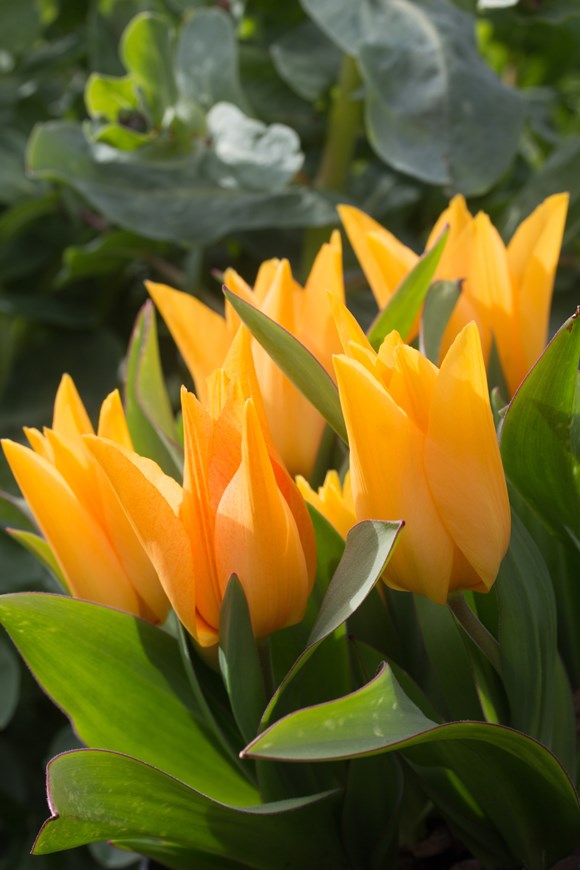 Tulipa praestans Shogun