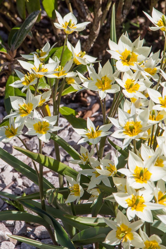 Tulipa turkestanica