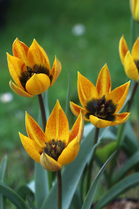 Tulipa whittallii