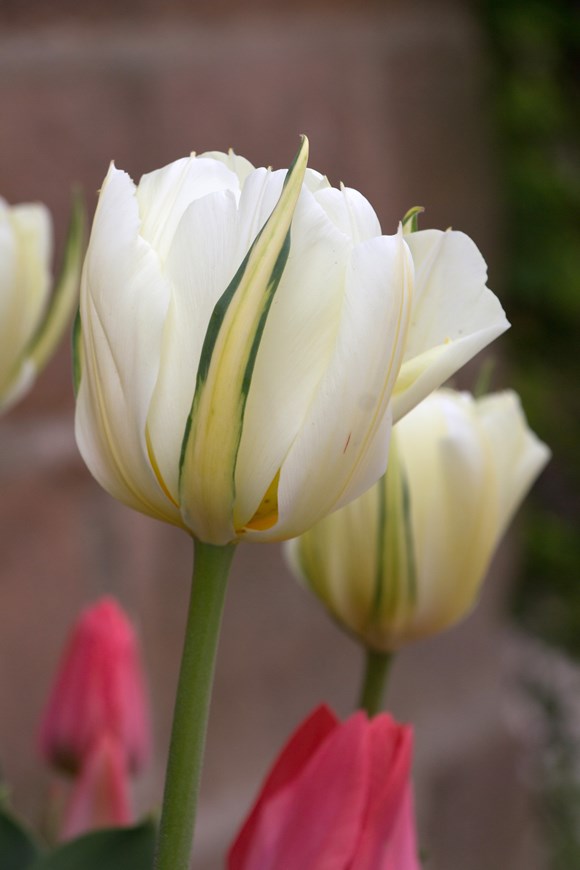 Tulipa Exotic Emperor
