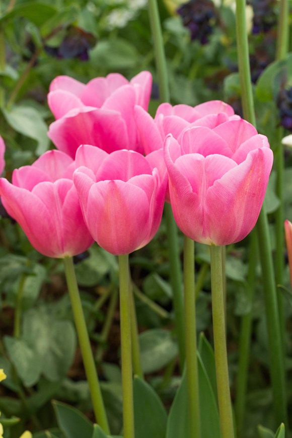 Tulipa Mistress