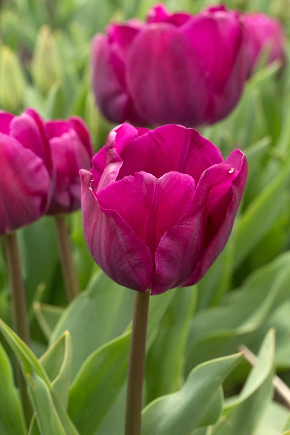 Tulipa Negrita