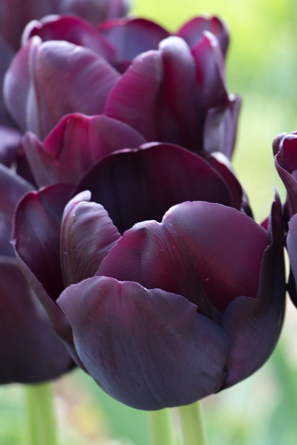 Tulipa Paul Scherer