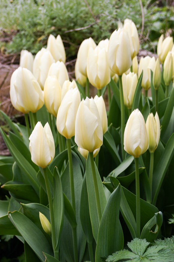 Tulipa Purissima