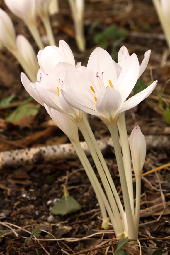 Colchicum autumnale album