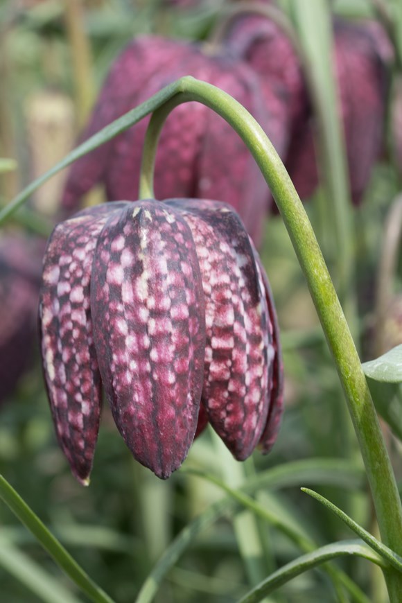 Fritillaria meleagris
