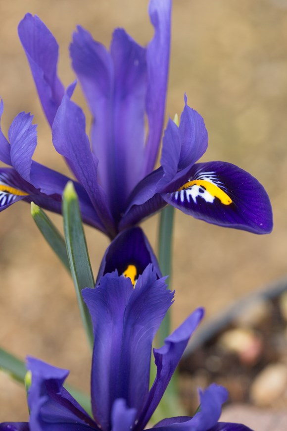 Iris reticulata Pixie