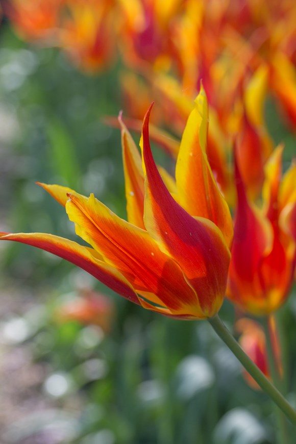 Tulipa Fly Away
