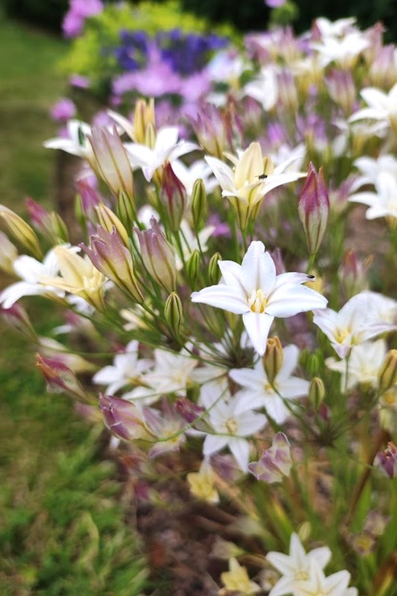 Triteleia Silver Queen