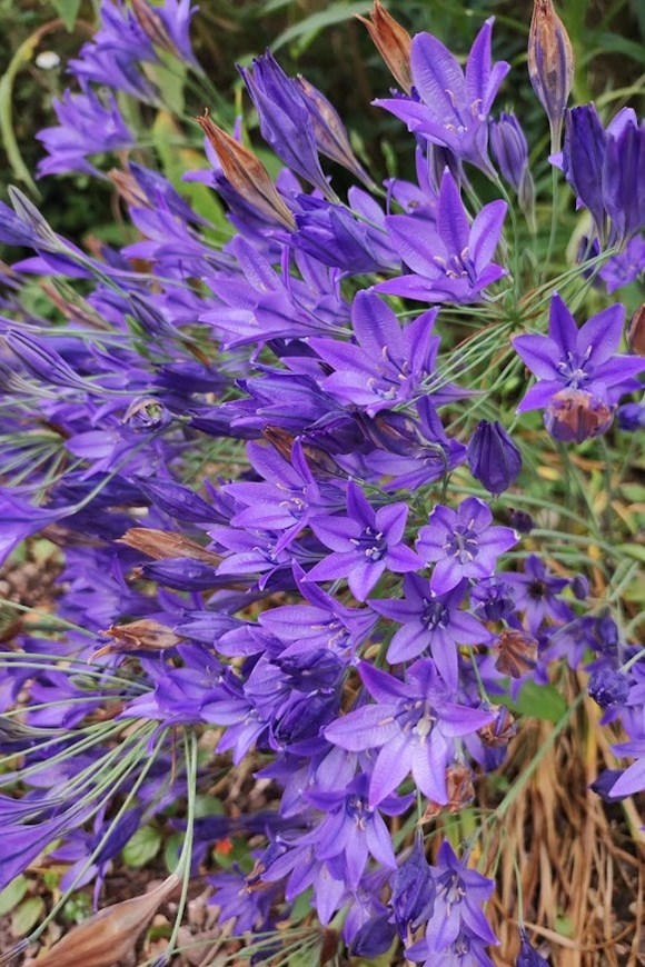 Triteleia laxa Corrina