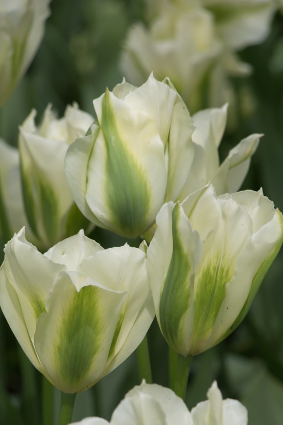 Tulipa Spring Green