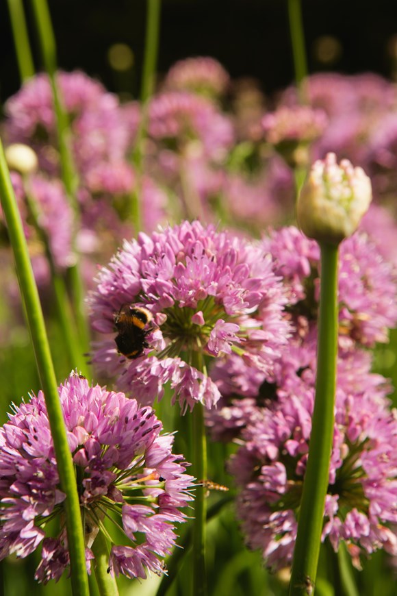 Allium angulosum (tall form)