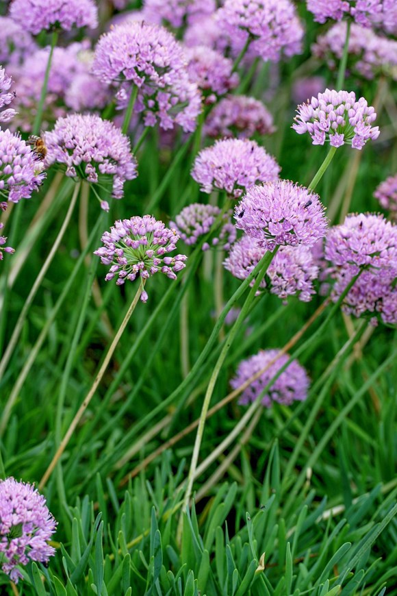 Allium senescens ssp glaucum
