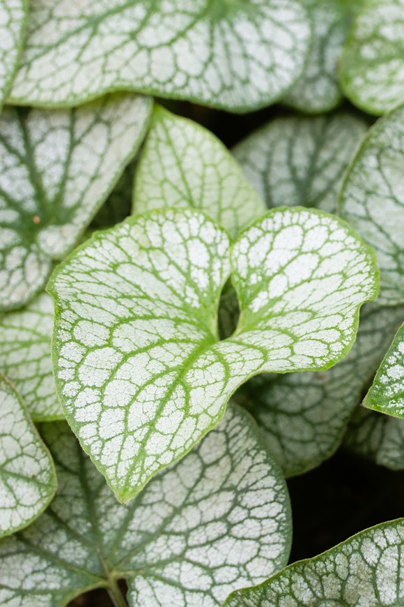 Brunnera macrophylla Alexander's Great 2ltr