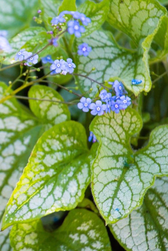 Brunnera macrophylla Jack Frost 2ltr