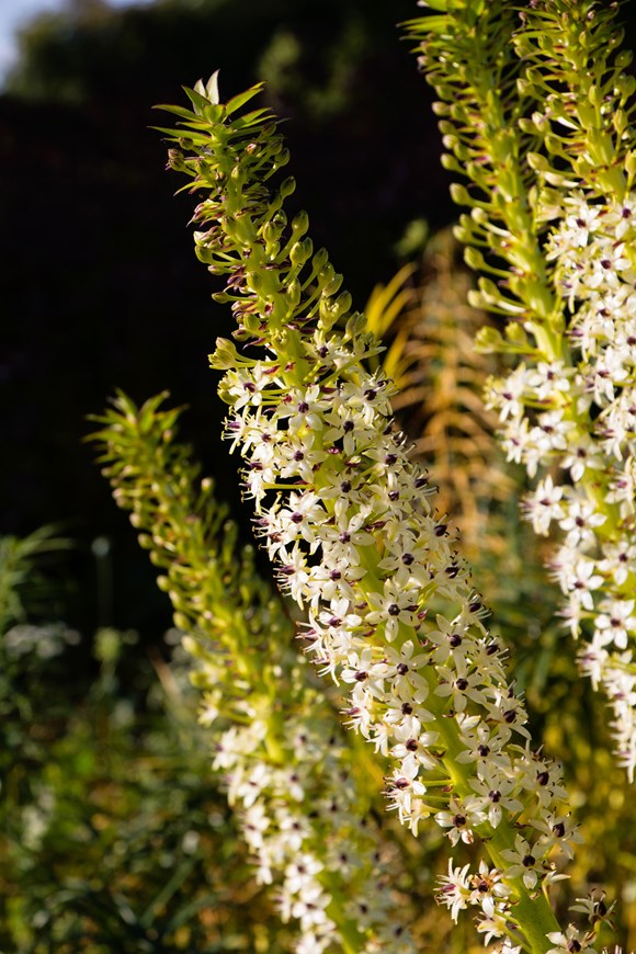Eucomis comosa Cornwood