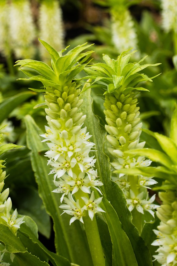 Eucomis zambesiaca
