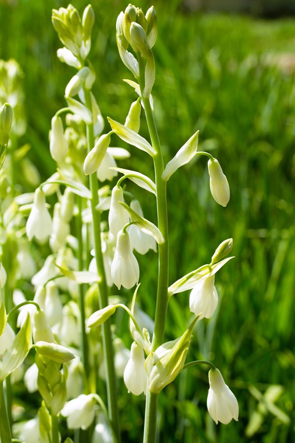 Galtonia candicans 