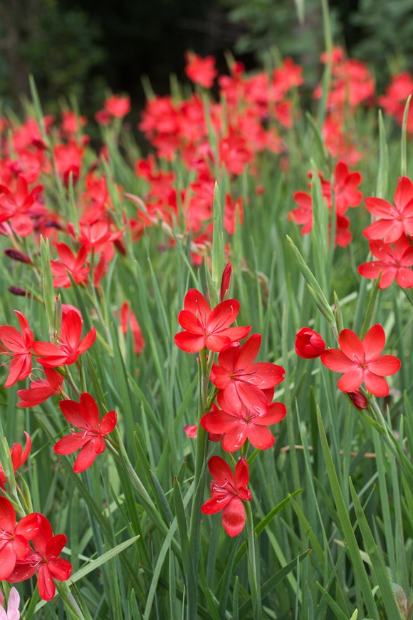 Hesperantha coccinea Major