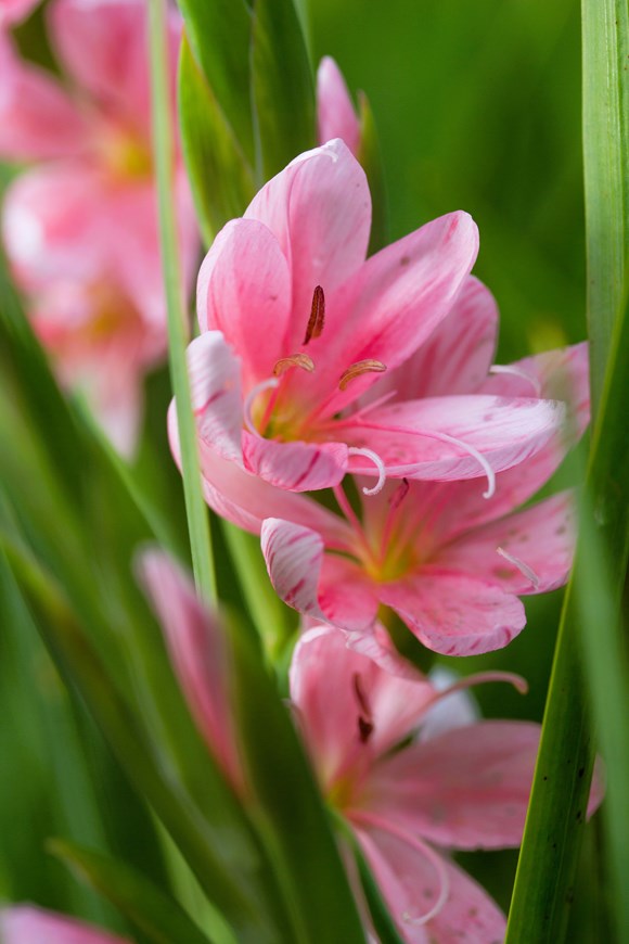 Hesperantha coccinea Mollie Gould