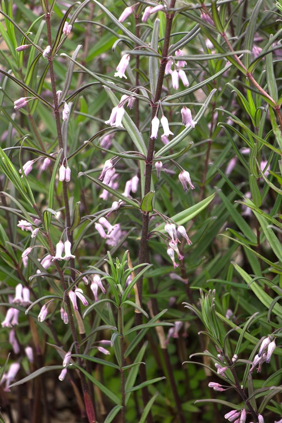Polygonatum verticillatum roseum